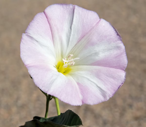 Bindweed 2.jpg